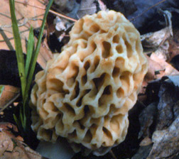 mushrooms_3.jpg