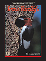 Iowa Birdlife