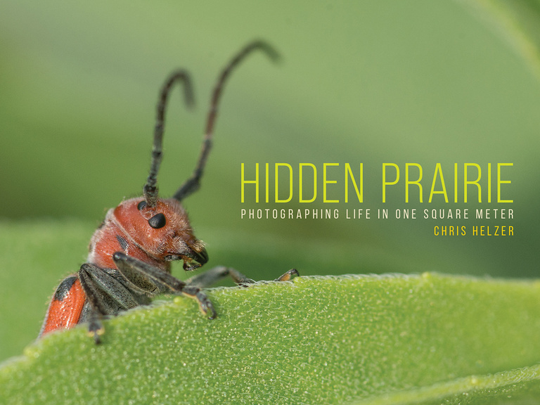 Hidden-Prairie-Book-Cover.jpg