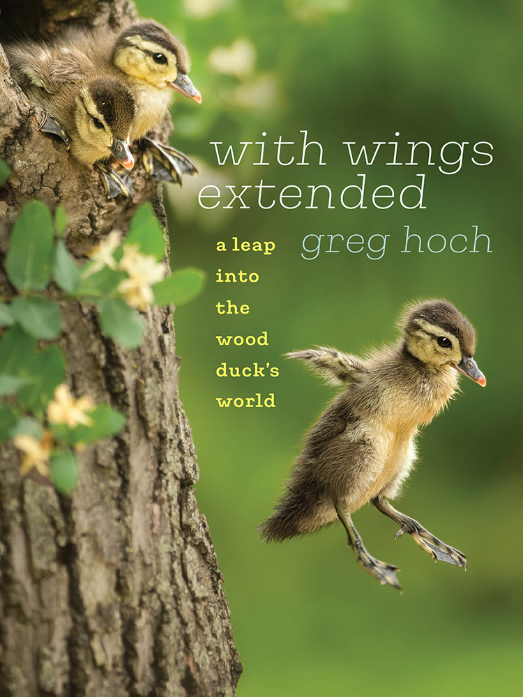 With-Wings-Extended-Book-Cover.jpg